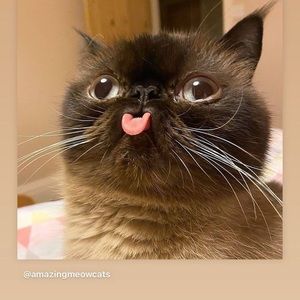 Meet your Posher, Linda